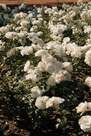 Téléchargez les photos : Lit de fleurs Iceberg rose dans le jardin. Belles roses de pétales blancs printemps fleurissant dans le parc. - en image libre de droit
