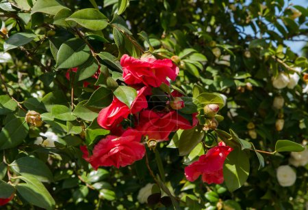 Téléchargez les photos : Floral. Vue rapprochée des parcs, des feuilles vertes, des boutons floraux et des fleurs fleuries de pétales rouges dans le jardin. - en image libre de droit