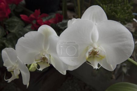 Photo for Floral. Closeup of orchid Phalaenopsis  white flower and big round petals in the shape of a butterfly, blooming in winter. - Royalty Free Image