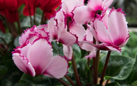 Photo for Floral. Beautiful closeup of Cyclamen persicum or Persian violet pink flower and colorful petals, blooming in the garden. - Royalty Free Image
