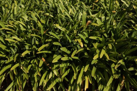 Foto de Deja el fondo. Vista de cerca de Agapanthus africanus, también conocido como lirio africano o lirio del Nilo, hojas verdes follaje en el jardín. - Imagen libre de derechos
