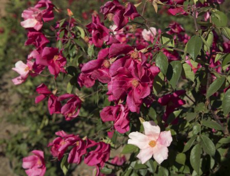 Foto de Primavera en el parque. Rosas fragantes. Vista de cerca de Rosa Mutabilis, también conocida como China Rose, flores de rosa claro y pétalos fucsia, floreciendo en el jardín. - Imagen libre de derechos