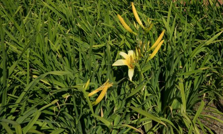 Photo for Floral. Closeup view of Hemerocallis citrina, also known as Citron Daylily, long green leaves, flower buds and flowers of yellow petals, spring blooming in the garden. - Royalty Free Image