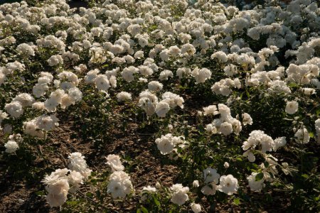 Foto de Textura y patrón natural. Paisajismo. Iceberg rosa cama de flores en el jardín. Hermosas rosas de pétalos blancos florecen en el parque. - Imagen libre de derechos