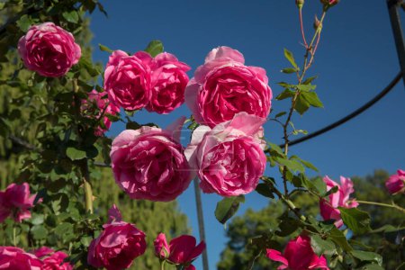 Foto de Paisajismo y diseño de jardines. Vista de primer plano de la escalada Rosa Parade, también conocida como Rosa Miniatura, flores de pétalos rosados y fucsia, creciendo en una malla de entrenamiento, floreciendo primavera en el parque. - Imagen libre de derechos