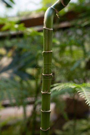 Photo for Friendship bamboo. Closeup view of segmented green stem of a Dracaena sanderiana, also known as Lucky Bamboo. - Royalty Free Image