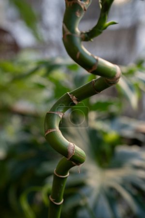Photo for Water bamboo. Closeup view of segmented and curly green stem of a Dracaena sanderiana, also known as Lucky Bamboo. - Royalty Free Image