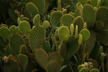 Téléchargez les photos : Flore du désert. Opuntia microdasys ou Angel Wings cactus closeup. Feuilles épineuses avec une belle texture. - en image libre de droit