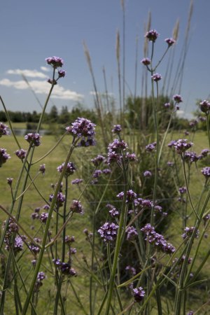 Téléchargez les photos : Fleurs printanières. Vue rapprochée de Verbena bonariensis, également connue sous le nom de cime violette, longues tiges et fleurs violettes, fleurissant dans le jardin. - en image libre de droit