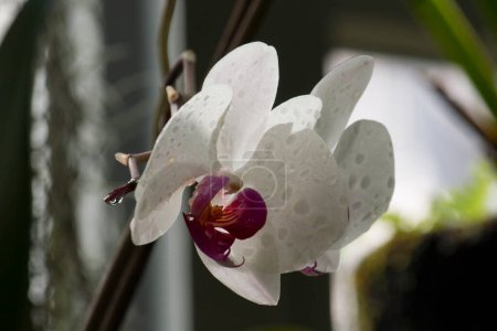 Foto de Orquídeas tropicales. Cymbidium flores blancas y púrpuras floreciendo en el jardín. - Imagen libre de derechos