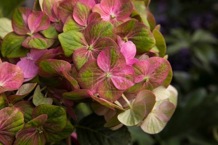 Photo for Floral texture and pattern. Exotic flowers. Closeup view of Hortensia Hydrangea macrophylla Magical, also known as big leaf Hydrangea, flowers of green and pink petals, spring blooming in the balcony. - Royalty Free Image
