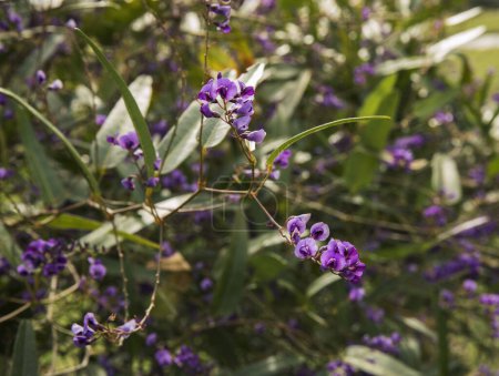 Photo for Flora. Closeup view of Hardenbergia beautiful purple flowers, growing in the garden. - Royalty Free Image