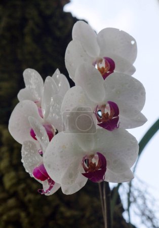 Foto de Flores tropicales. Primer plano de las flores de orquídeas Cymbidium de pétalos blancos y fucsia. - Imagen libre de derechos