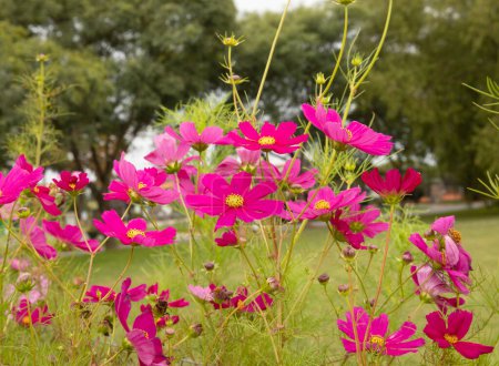 Téléchargez les photos : Marguerites fleuries dans le jardin. Vue rapprochée de la plante Cosmos bipinnatus, également connue sous le nom d'aster mexicain, fleurs de pétales roses, fuchsia et magenta, fleurissant dans le parc. - en image libre de droit