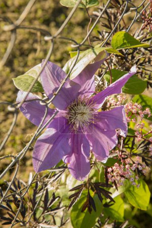 Foto de Flora exótica floreciendo en el parque. Vista de cerca de una gran flor Clematis de pétalos púrpura, creciendo a lo largo de la valla del jardín al atardecer. - Imagen libre de derechos
