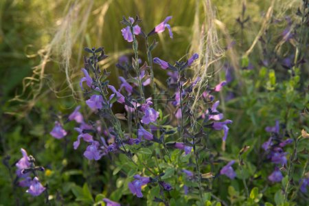Photo for Floral. View of beautiful Salvia microphylla, also known as Baby sage, green leaves and purple flowers, spring blooming in the garden. - Royalty Free Image