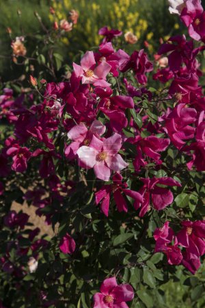 Téléchargez les photos : Printemps dans le parc. Des roses parfumées. Vue rapprochée de Rosa Mutabilis, également connue sous le nom de China Rose, fleurs de pétales rose clair et fuchsia, fleurissant dans le jardin. - en image libre de droit