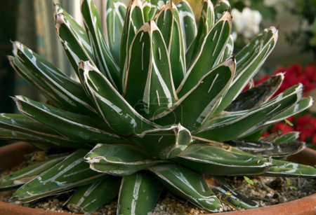 Photo for Succulents. Closeup of an Agave ferdinandi regis plant, also known as Royal Agave, long green leaves with thorns in the shape of a rosette. - Royalty Free Image