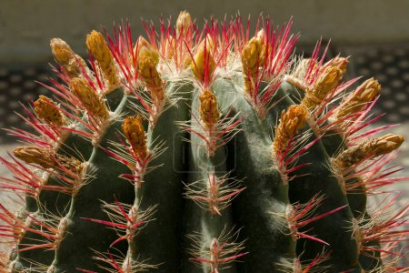 Photo for North american flora. Closeup view of a Ferocactus pilosus, also known as Mexican Lime Cactus. Beautiful green color, red thorns and yellow buds. - Royalty Free Image