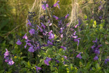 Foto de Floral. Vista de la hermosa Salvia microphylla, también conocida como Baby sage, hojas verdes y flores púrpuras, primavera floreciendo en el jardín. - Imagen libre de derechos