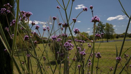 Téléchargez les photos : Fleurs printanières. Vue rapprochée de Verbena bonariensis, également connue sous le nom de cime violette, longues tiges et fleurs violettes, fleurissant dans le jardin. - en image libre de droit