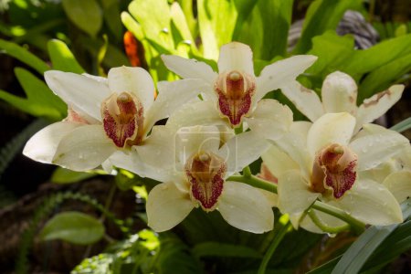 Foto de Flora tropical. Flores de orquídea de Cymbidium de pétalos blancos, amarillos y morados, floreciendo en el jardín. - Imagen libre de derechos
