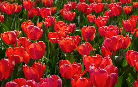 Téléchargez les photos : Floral. Lit de fleurs de tulipes magiques. Plantation de tulipes rouges fleurissant au printemps dans le jardin. - en image libre de droit