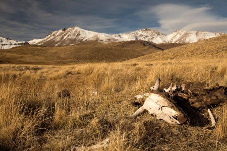 Téléchargez les photos : La prairie jaune avec les os de bétail mort et Domuyo mont et volcan avec des pics enneigés en arrière-plan. - en image libre de droit