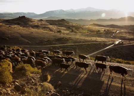 Téléchargez les photos : Animaux domestiques. Des vaches. Industrie de l'élevage. Ruralité. paysages ruraux. Elevage traditionnel de bovins dans les Andes, Patagonie, au coucher du soleil. - en image libre de droit