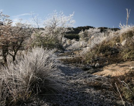 Photo for Early morning frost in the Andes mountains forest in Patagonia in winter - Royalty Free Image
