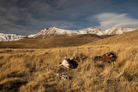 Foto de El prado amarillo con los huesos de ganado muerto y el monte Domuyo y el volcán con picos nevados en el fondo. - Imagen libre de derechos