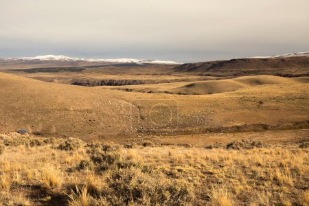 Foto de Paisaje rural. Valle de oro en las montañas. Rebaño de ovejas y cabras pastando en el prado amarillo. - Imagen libre de derechos