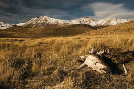 Téléchargez les photos : La prairie jaune avec les os de bétail mort et Domuyo mont et volcan avec des pics enneigés en arrière-plan. - en image libre de droit