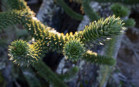 Téléchargez les photos : Flore exotique. Vue rapprochée de Araucaria araucana, également connu sous le nom de singe puzzle arbre, branche de feuilles vertes pointues au coucher du soleil. - en image libre de droit