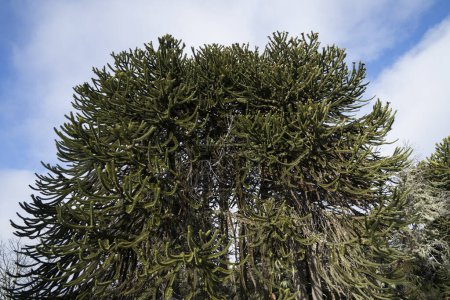 Photo for Patagonian forest. View of a giant Araucaria araucana, also known as Monkey Puzzle Tree, branches and green leaves beautiful texture and pattern, under a blu sky. - Royalty Free Image