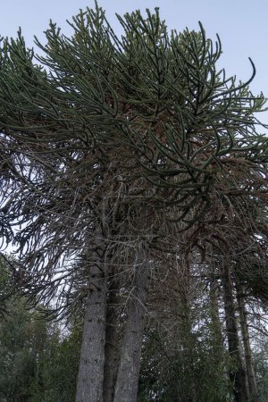 Foto de El bosque. Vista de una Araucaria araucana gigante, también conocido como árbol del rompecabezas del mono, ramas y hojas verdes hermosa textura y patrón. - Imagen libre de derechos