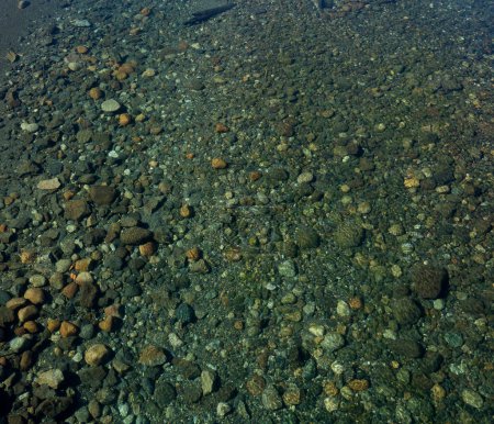 Photo for The shallows. Closeup view of the river bed with transparent clear glacier water and rocks. - Royalty Free Image