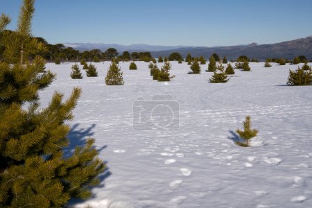 Photo for Alpine landscape. Panorama view of the snowfield under a clear blue sky in a sunny day, with the mountains in the background. - Royalty Free Image