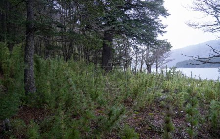 Téléchargez les photos : La forêt par temps de pluie. Vue sur les tiges vertes de Chusquea culeou, également connues sous le nom de Colihue, et les arbres de Nothofagus dombeyi, également connus sous le nom de Cohiue, poussant dans les bois à côté du lac. - en image libre de droit