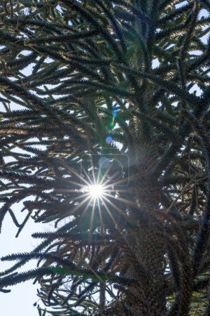 Téléchargez les photos : Patagonie florale. Vue rapprochée d'un Araucaria araucana, également connu sous le nom de Singe Puzzle Tree, beau feuillage de feuilles vertes et soleil, créant une fusée éclairante. - en image libre de droit