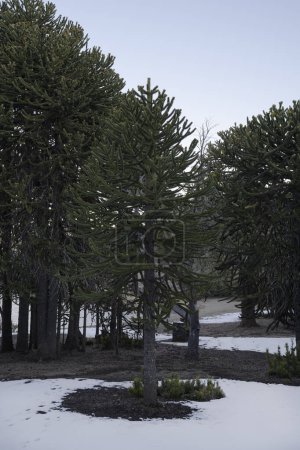 Téléchargez les photos : Paysage hivernal. Vue sur Araucaria araucana arbres, également connu sous le nom de singe puzzle arbre, croissant dans la forêt à la tombée de la nuit. - en image libre de droit