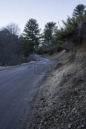 Téléchargez les photos : La route asphaltée vide à travers la forêt au coucher du soleil en Patagonie. - en image libre de droit