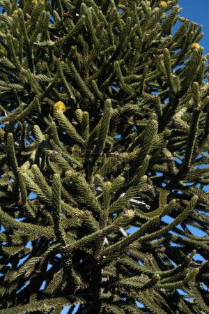 Téléchargez les photos : Du pin chilien. Vue rapprochée de l'Araucaria araucana, également connu sous le nom de Pehuen, avec de belles feuilles vertes, poussant dans la forêt. - en image libre de droit