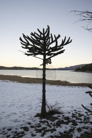 Téléchargez les photos : Paysage hivernal. Voir un Araucaria araucana arbres, également connu sous le nom de singe puzzle arbre, croissant dans la neige blanche rivage du lac, au coucher du soleil. - en image libre de droit