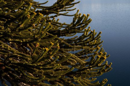 Photo for View of an Araucaria araucana tree, also known as Pehuen, with the blue water of the lake in the background. - Royalty Free Image