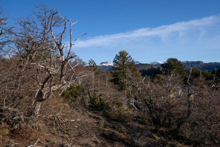 Foto de Vista del bosque alpino, alto en las montañas, en un día soleado con un cielo azul claro. - Imagen libre de derechos