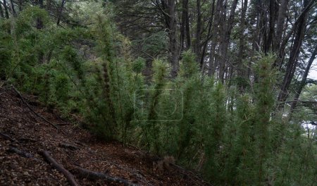 Photo for Patagonia vegetation. The forest in the Andes mountains. View of the green Chusquea culeou canes, also known as Colihue, and Nothofagus dombeyi trees, also known as Cohiue, growing in the woods. - Royalty Free Image