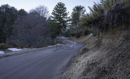 Téléchargez les photos : La route asphaltée vide à travers la forêt au coucher du soleil en Patagonie. - en image libre de droit