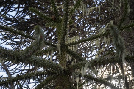 Téléchargez les photos : Araucaria araucana, également connu sous le nom de Singe Puzzle Tree, feuilles vertes avec lichen cultivé accroché à ses branches. - en image libre de droit