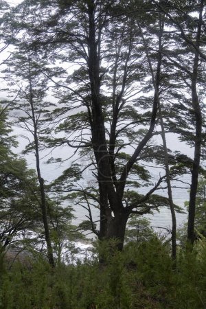 Téléchargez les photos : Nothofagus dombeyi, également connu sous le nom de Cohiue trees, forêt. Silhouette des arbres sombres, tronc, branches et feuilles dans une journée sombre. - en image libre de droit